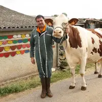 Jean-Claude Rolly avec l’une de ses vaches inscrites au National Montbéliard.