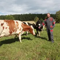 Thierry Dufaud au milieu de son troupeau de Prim'Holstein (avec une Red Holstein au premier plan)