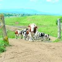 Troupeau vaches laitières