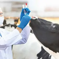 Vétérinaire et vache