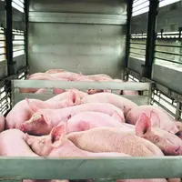 La cible prioritaire de la Commission européenne en matière de transport d’animaux est celle des bêtes acheminées vers les abattoirs.