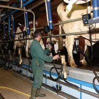 L'enquête porte sur 1482 producteurs de lait (401 millions de litres produits), soit 93% des producteurs en activité aujourd'hui.