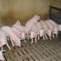 Le porc entre dans une période de grande incertitude.