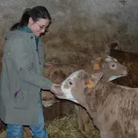 Chez Anne-Marie Januel productrice de veaux gras à Ste Sigolène, vous apprendrez à soigner les animaux via des méthodes alternatives.