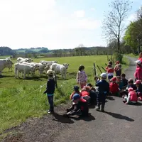 Les enfants observent les charolaises en train de pâturer.