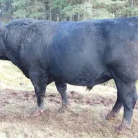 Les Angus de Franck Villard éveillent la curiosité des automobilistes.
Certains agriculteurs du secteur et des touristes n’hésitent pas à s’arrêter p