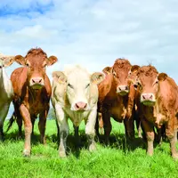 Contractualisation bovine