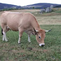 belle Aubrac à la pâture