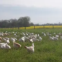 La Haute-Loire compte entre 110 et 130 élevages de volailles labellisés. Sur cette photo, les poulets de Claire Souveton qui n’ont désormais plus le d