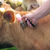 La vaccination contre le sérotype 1 de la FCO devrait se dérouler durant cet hiver, et avant le 30 avril 2008.