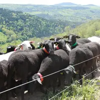 La place de la production ovine française dans l’Europe et à l’international était au coeur d’une table ronde organisée par la FNO.
