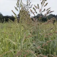 L’implantation d’un sorgho fourrager est possible jusqu’à la fin juin.