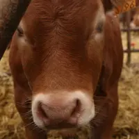 Veau Limousin