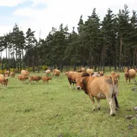 Troupeau d'aubracs au pâturage