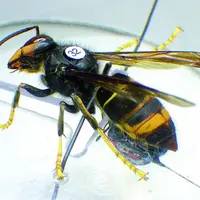 Frelon asiatique équipé d'une balise émettrice.