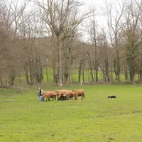 Jean-François Quintin, président de l’association Chien de Troupeau 43 et sa chienne Elena, appliquent bien la leçon…