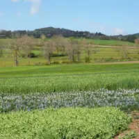 Pour les pois, féveroles et lupins, il faut semer tôt, vers la mi-mars, sur un sol bien ressuyé et aplani, de préférence avec un pH supérieur à 5,8.