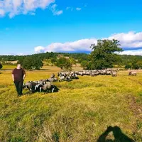 Les éleveurs constatent un regain d'activité chez les vautours et les corbeaux autour des exploitations. Ici Cédric Lin avec son troupeau de Bizet.