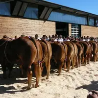 Prix d'ensemble en Limousines.
