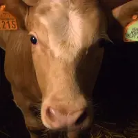 Veau des Monts du Velay-Forez