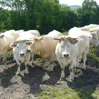 La finition de génisses est plus rentable si le poids d’abattage est élevé, si elle optimise l’herbe 
et vise les filières haut de gamme.