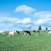 Troupeau Prim'Holstein à la pâture de Mathieu Cornayre