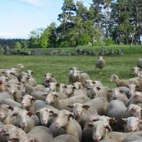 Les animaux déclarés doivent être détenus dans l’exploitation du 2 février au 12 mai 2010 inclus