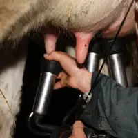 Une fiche pratique à conserver pour mieux comprendre le mode de calcul du prix de base du lait et les enjeux des négociations actuelles.