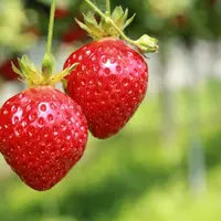 Les perles rouges brillent de mille feux !