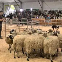 Le public était au rendez-vous sur le ring ovin.