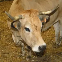 Michel Barnier a déclaré qu'il ne laisserait pas tomber la viande bovine.