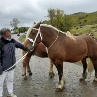 Jument Comtoise au concours départemental de chevaux lourds 2020 au Monasteir/Gazeille en Haute-Loire.
