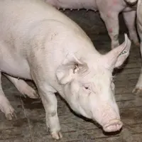 Les cours du porc dévissent...