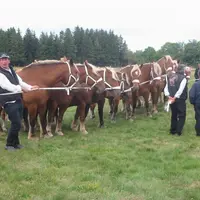 L’élite des chevaux lourds était à St Jeures. Sur cette photo, Didier Delorme, 1er du prix des Ecuries.