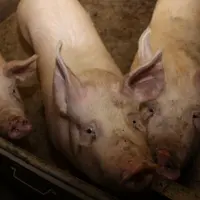 Les porcs sont nourris aux céréales.