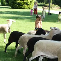L’autre «chouchou» du public, le troupeau mené par Solstice et son maître (association Chiens de troupeau 43).
