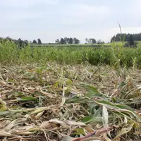 Dégâts sur champ de maïs.