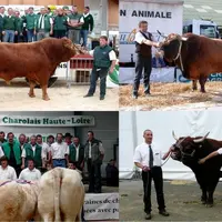 Les races Aubrac, Charolaise, Limousine et Salers organiseront chacune leur concours.