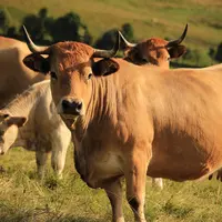 Trois génisse Fin Gras du Mézenc en pâturages.