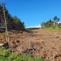 Coupe rase en forêt