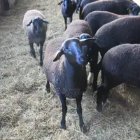 Sur les trois exploitations des agnelles de ce printemps sont disponibles à la vente.