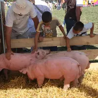 La mini-ferme a été très appréciée.