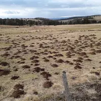 Une parcelle du plateau du Mézenc envahie par les campagnols.