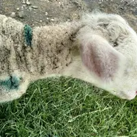 À Torsiac, l’agneau porte encore les marques des vautours...