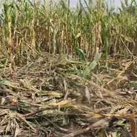 Avec la maturation des maïs, les sangliers entrent dans les champs…