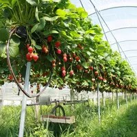 1 million de plants de fraisiers se plantent en ce moment dans la zone de production du GIE.