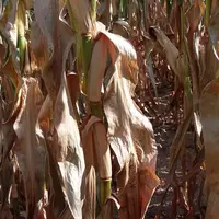 Les plantes se déssèchent, il est temps de récolter.