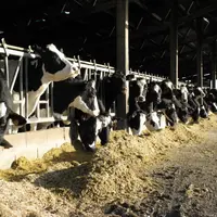 Veillez à la qualité des fourrages que vous achetez pour ne pas pénaliser votre cheptel et votre production.