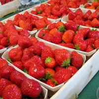 2011, une belle année avec des rendements en hausse en fraises.
