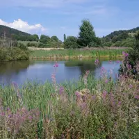 340 espèces végétales ont été recensées, dont des espèces spectaculaires comme l'oeillet superbe et l'Epipactis des marais.